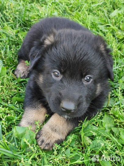Щенки немецкой овчарки