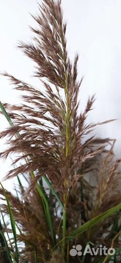 Сухоцветы для декора и магии