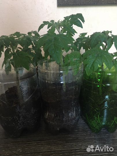 Томаты и сладкий перец рассада