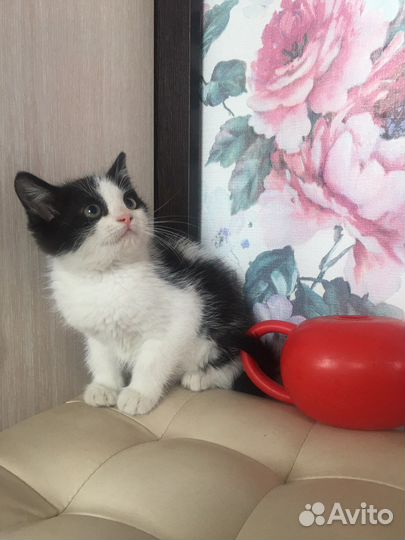 Котенок как в рекламе по тв