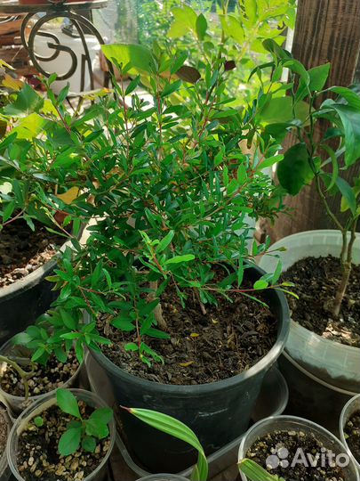 Комнатные растения цветы экзотические