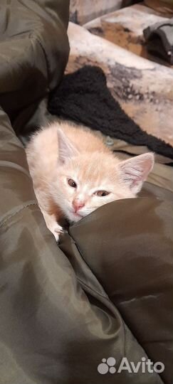 Рыжий котенок