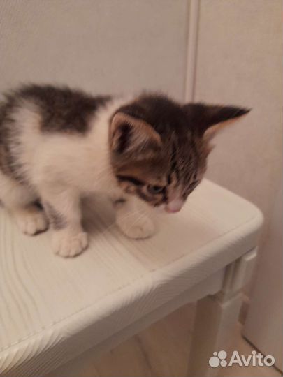 Кошка в дар бесплатно