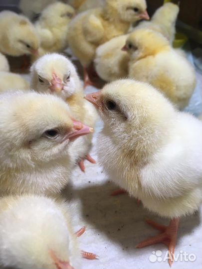 Цыплята бройлеры кобб /росс