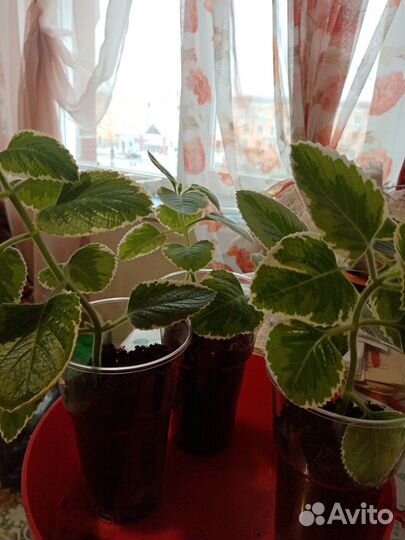 Домашние цветы