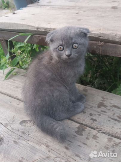 Британская кошка