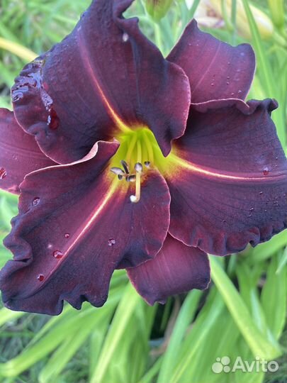 Лилии лилейники