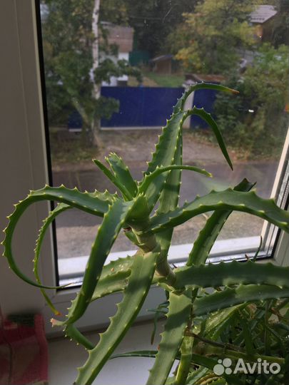 Алоэ столетник отростки