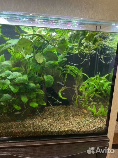 Аквариумные растения