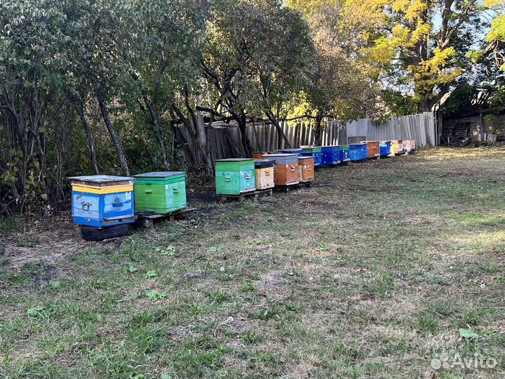 Продается Пчелосемья с ульями и без