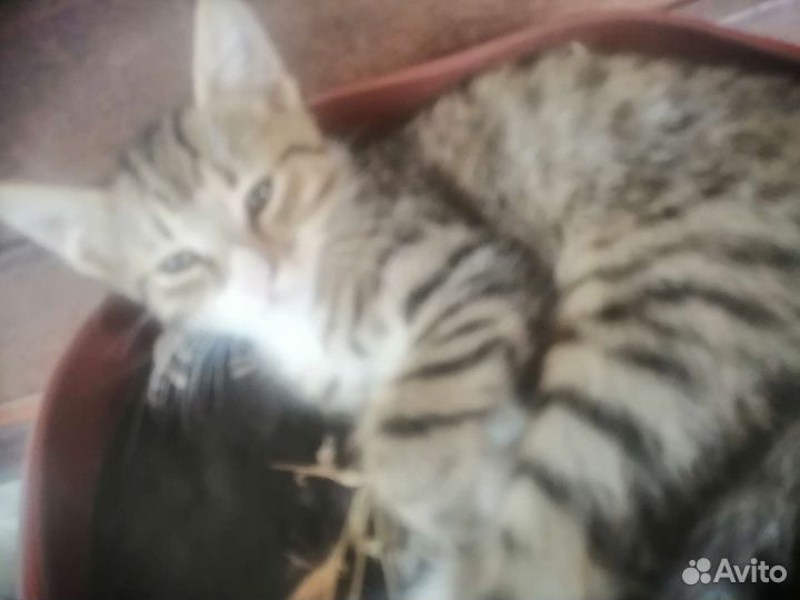 Оцикет котята