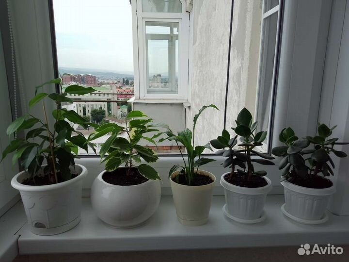 Цветы комнатные