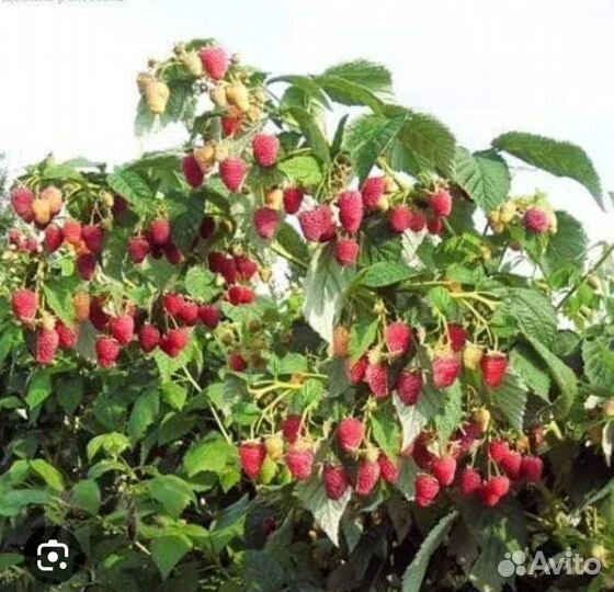 Саженцы малины Таруса(малиновое дерево)