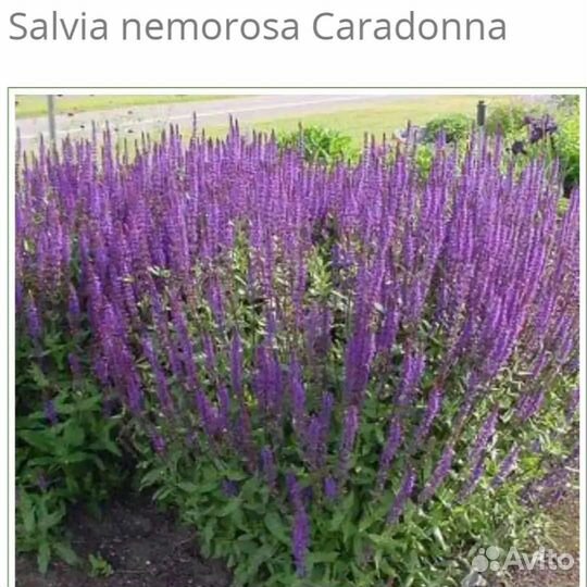 Гортензии, розы, пионы, многолетники