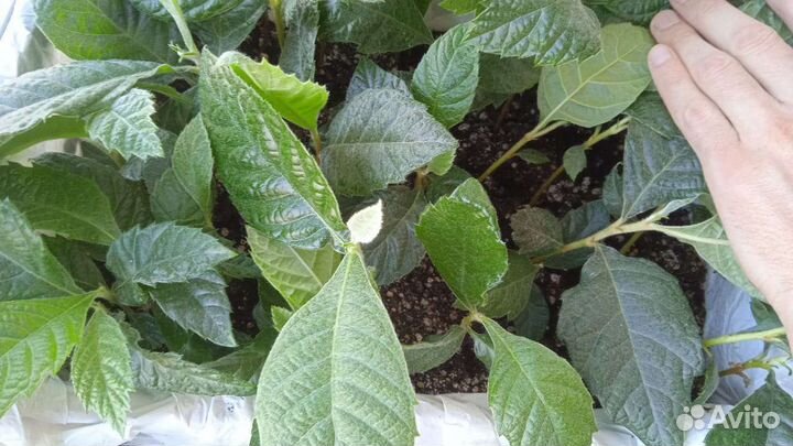 Мушмула японская (локва), ящиком сеянцы