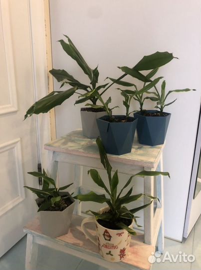 Пальма драцена цветок