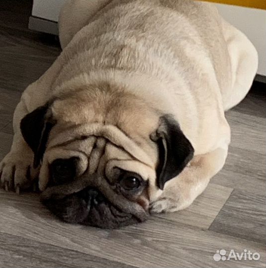 Мопс вязка мальчик