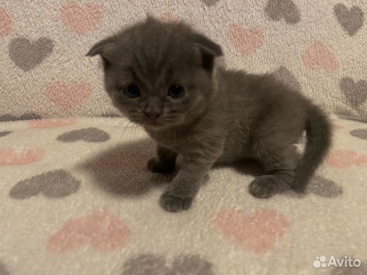 Шотландские котята