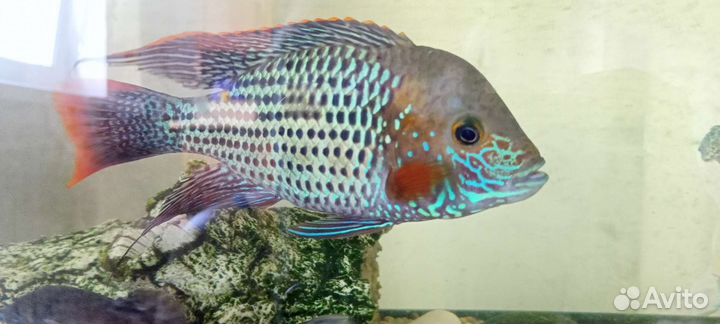 Аквариум с рыбами