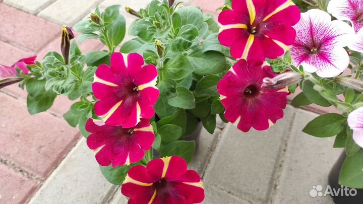 Рассада ампельной петунии