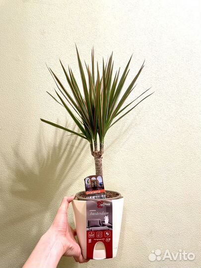 Драцена Биколор