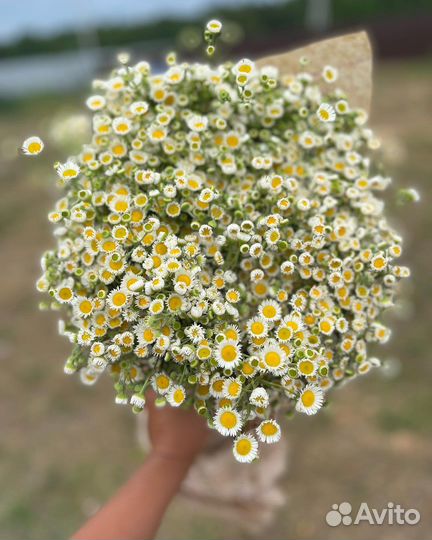 Букеты из ромашек