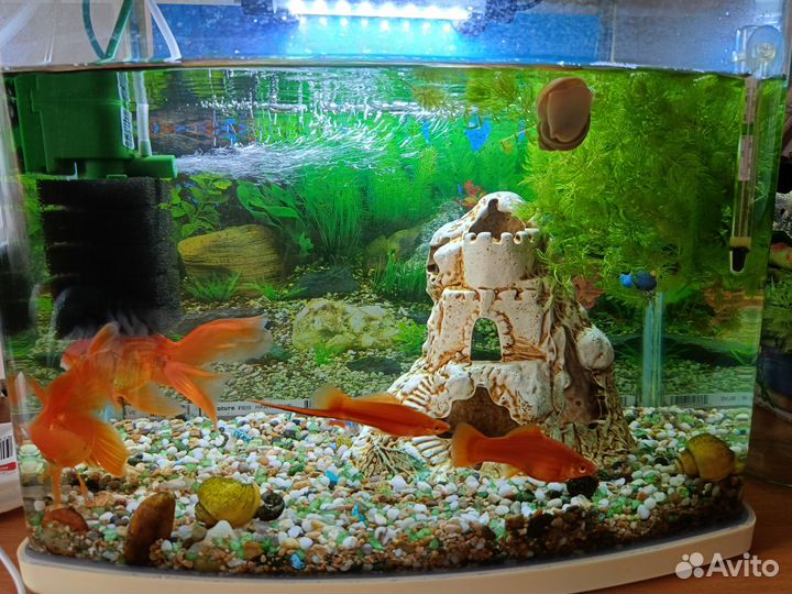 Аквариум
