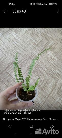 Комнатные растения