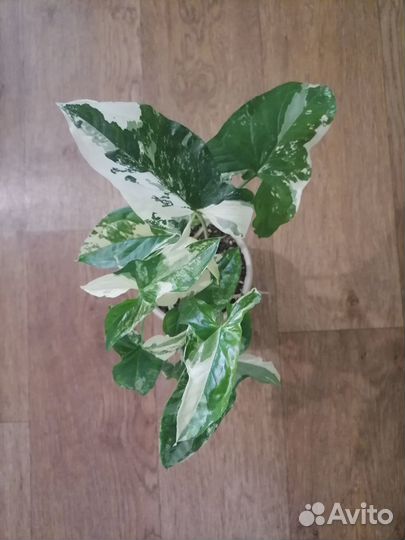 Сингониум imperial вайт