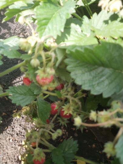 Дом 61,1 м² на участке 9 сот.