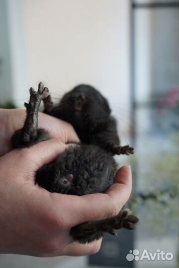 Шиншилла эбони экстратемная