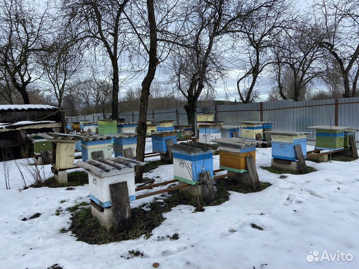 Пчелопакеты