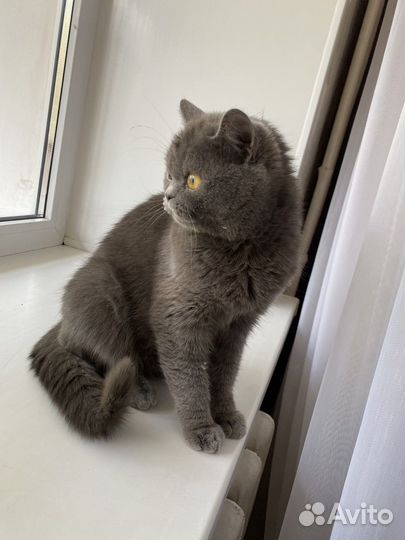 Шотландская прямоухая кошка