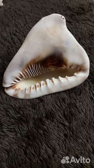 Ракушка большая, океаническая 17 см