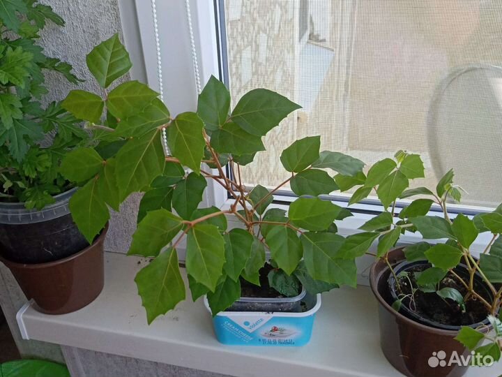 Березка, циссус