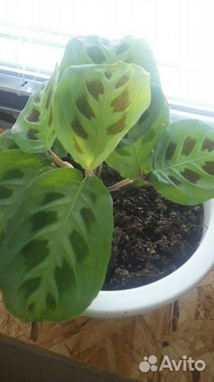 Маранта в наличии