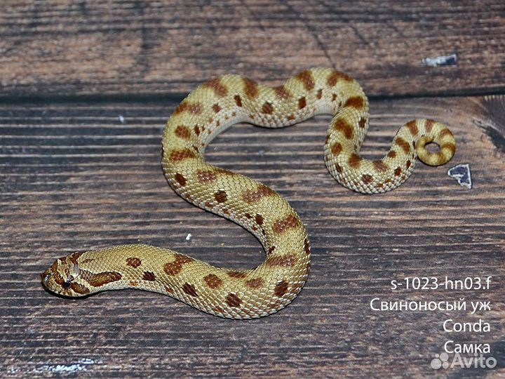 Змея Свиноносый уж (Heterodon Nasicus)