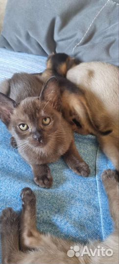 Бурма европейская