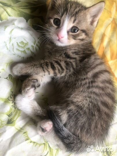 Отдам в добрые руки породистых котят