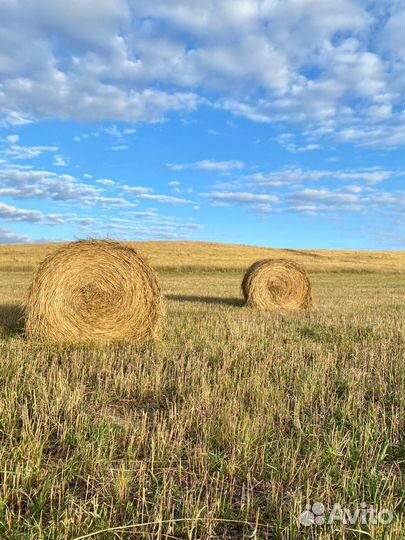Сено в тюках
