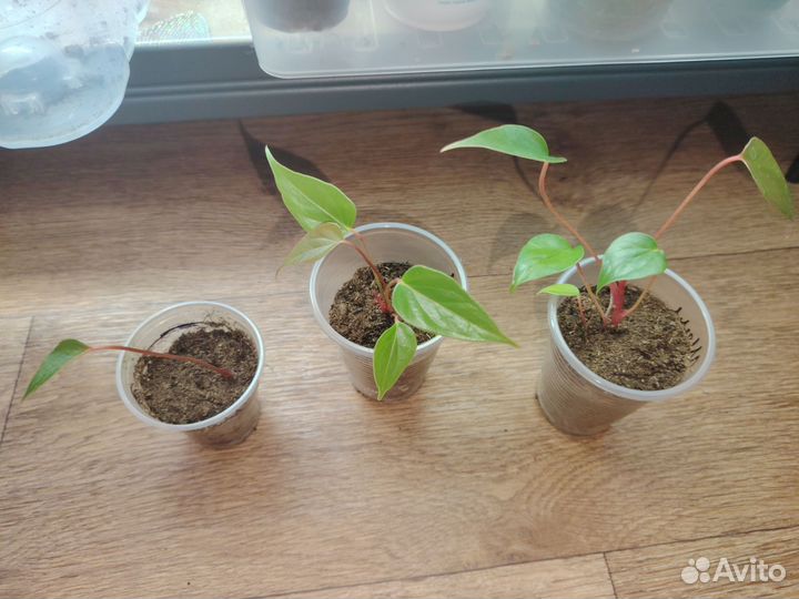 Антуриум Шелл коралл