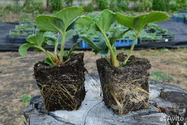 Рассада клубники