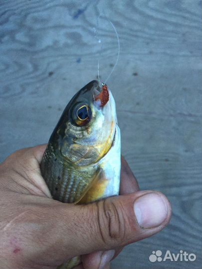 Продам лодку Днепр с мотором Меркури 25 и телегой