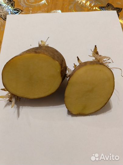 Картошка на посадку