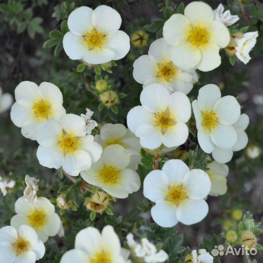 Лапчатка необычные сорта - Alena.park