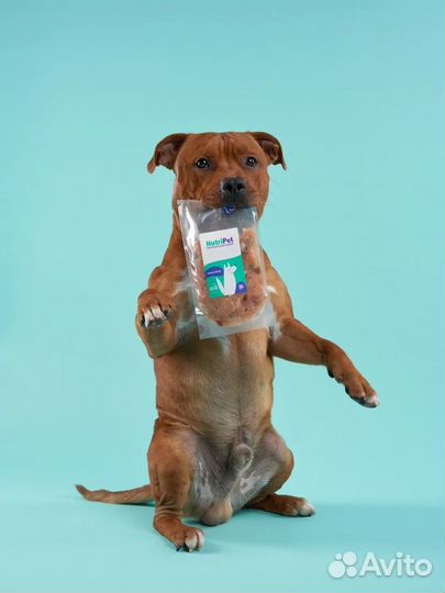 Собаки для рекламы, фотосессии, съёмок