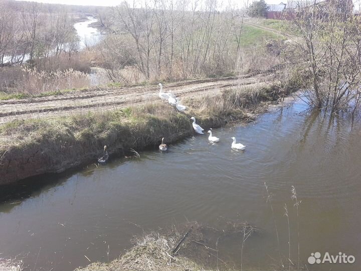 Гуси Линда и Серые гусыни