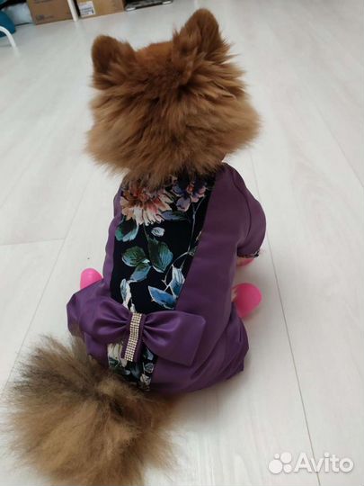 Новый комбинезон для собаки