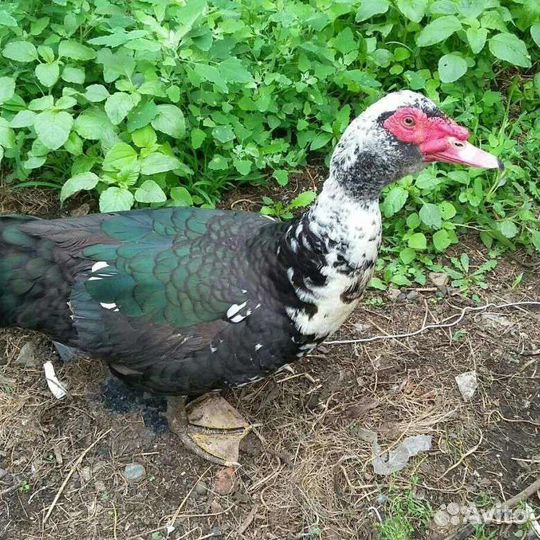 Домашние курочки