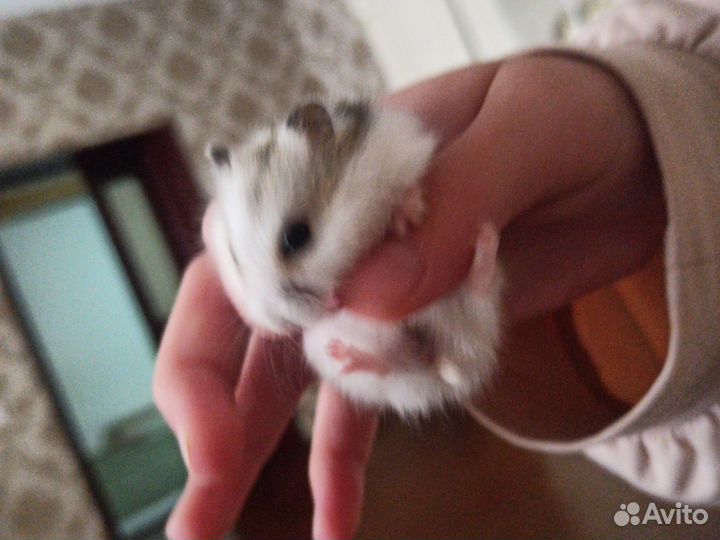 Джунгарский хомяк